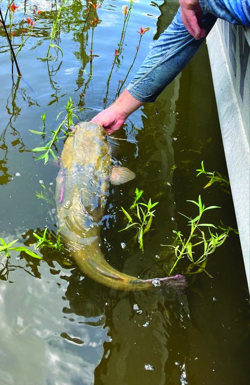 Attention anglers: we need your help! We're tagging flathead catfish in Grand Lake to learn about their movement, spawning and harvest. Tagged fish can be identified by a small tag attached to the gill plate. If you catch a tagged fish, please report the catch by calling or texting 918-504-2303. Your help gives us important data to better manage this awesome species.