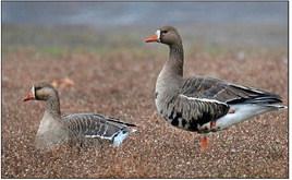 Deadline nears for state waterfowl stamp contest